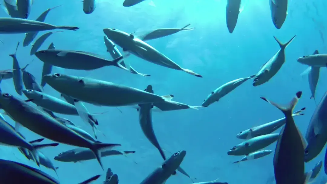 A school of fish working the water column below the boat