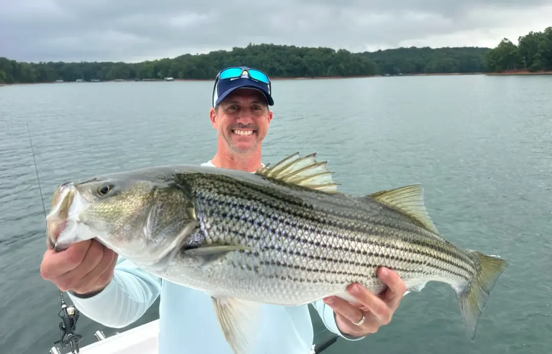 A guest holding a striped bass caught on a guided charter
